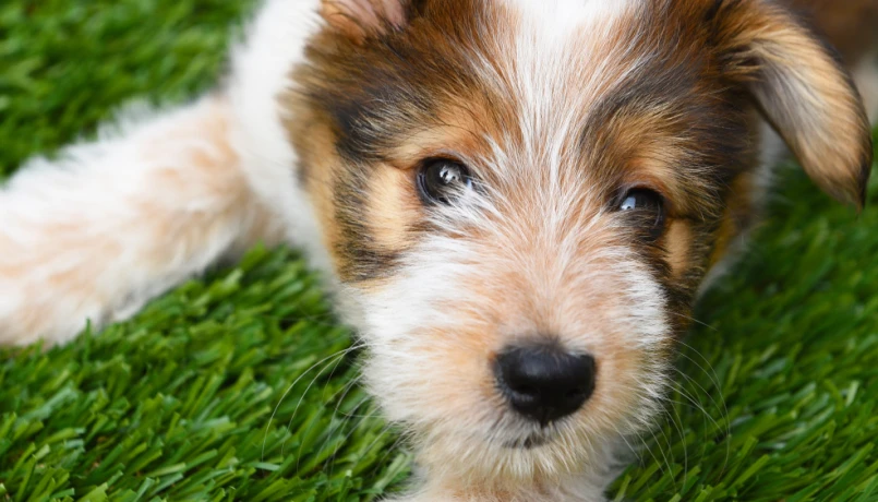 Service - pet turf large