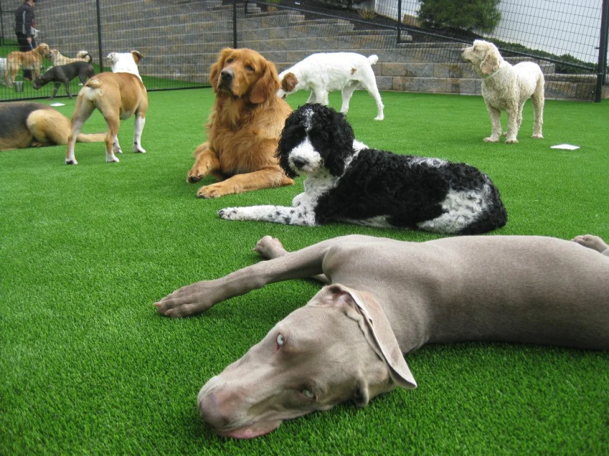 "Happy dog playing on pet-friendly artificial grass with excellent drainage staying clean and mud-free"