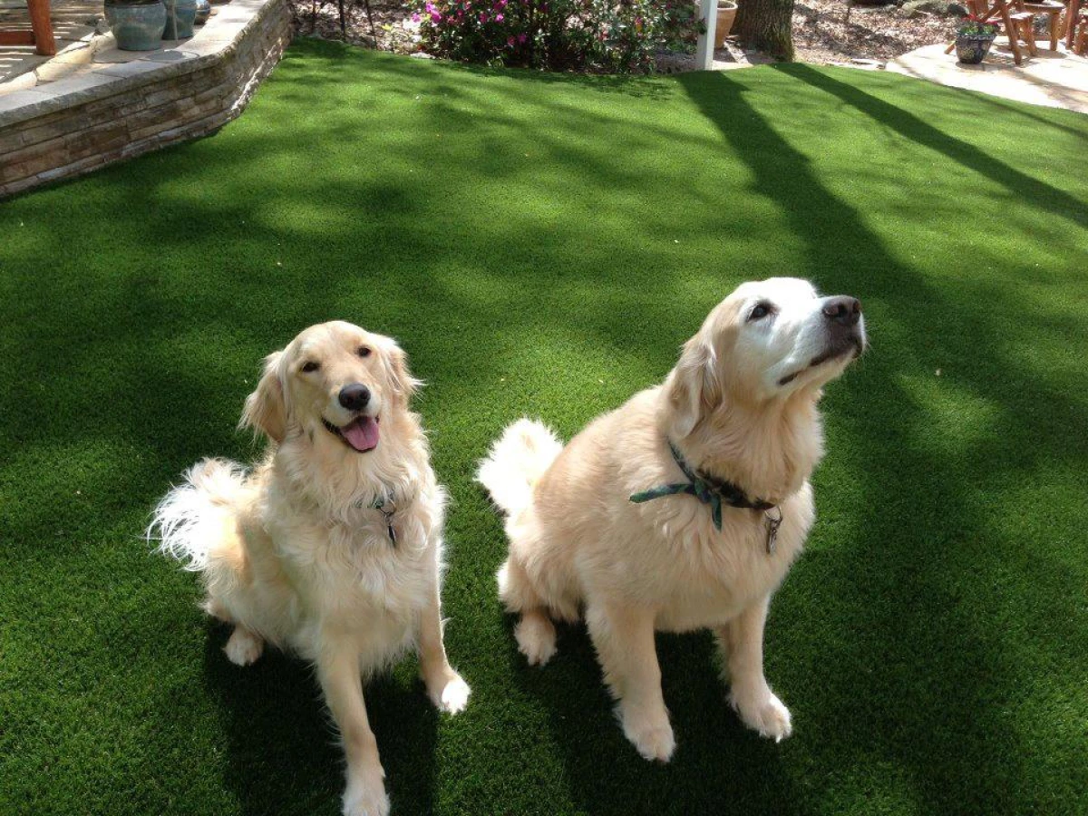 Fake Grass For Dogs