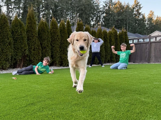 Artificial turf designed for dogs showing antimicrobial infill and drainage system preventing yellow spots